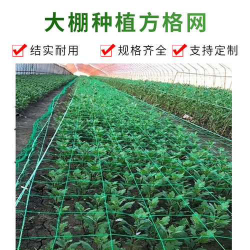 大棚种植爬藤网瓜果豆角专用