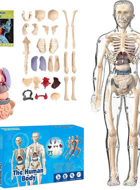 3D Clear Human Body Structure Model with Removable Organs