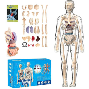 3D Clear Human Body Structure Model with Removable Organs