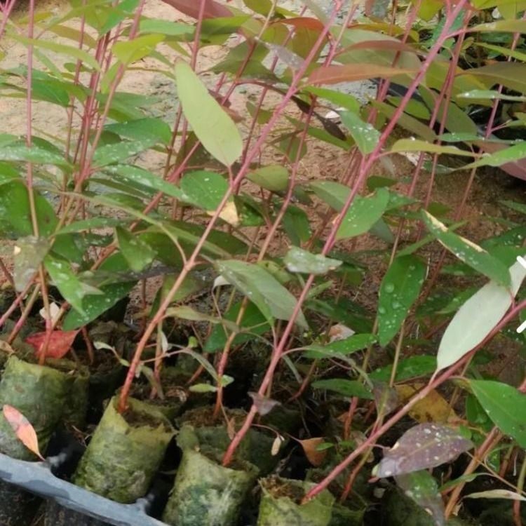 桉树苗 正宗29号 广九  快速桉苗 生长快的树 绿化苗