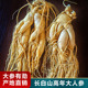 人参长白山正宗泡酒专用大参东北特产吉林整支鲜参煲汤保鲜参 包邮