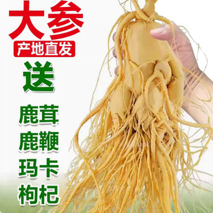 【正宗长白山人参】东北特产保鲜参泡水泡酒人参专用佳品好礼相赠