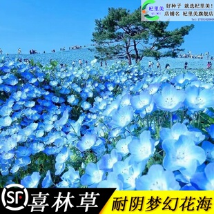 进口喜林草苗盆栽种子易活四季蓝色花海庭院春播粉蝶花籽喜林草孑