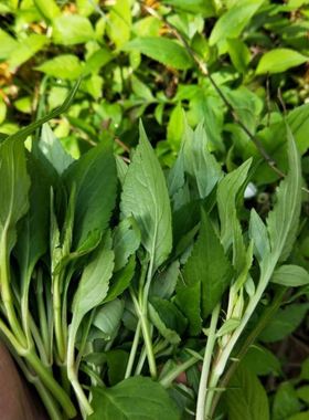 败酱草种子野生草药苦斋菜苦益菜败酱草月子菜药食同源绿色蔬菜籽