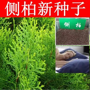 优质新采侧柏种子侧柏树种子柏树种子扁柏种子散装野生育苗林木籽