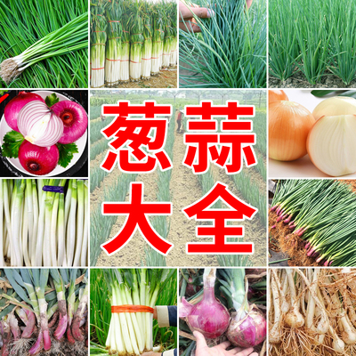 葱蒜种子大全四季小香葱山东章丘铁杆大葱洋葱小根蒜种籽农家蔬菜