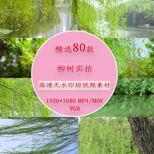 春天垂柳柳树随风飘动慢镜头唯美空境柳树发芽风吹柳叶飘动视频