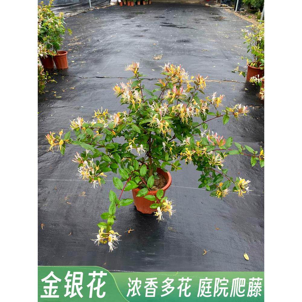 爬藤金银花树苗药用盆栽红金银花卉阳台庭院绿化地栽耐寒花风景树
