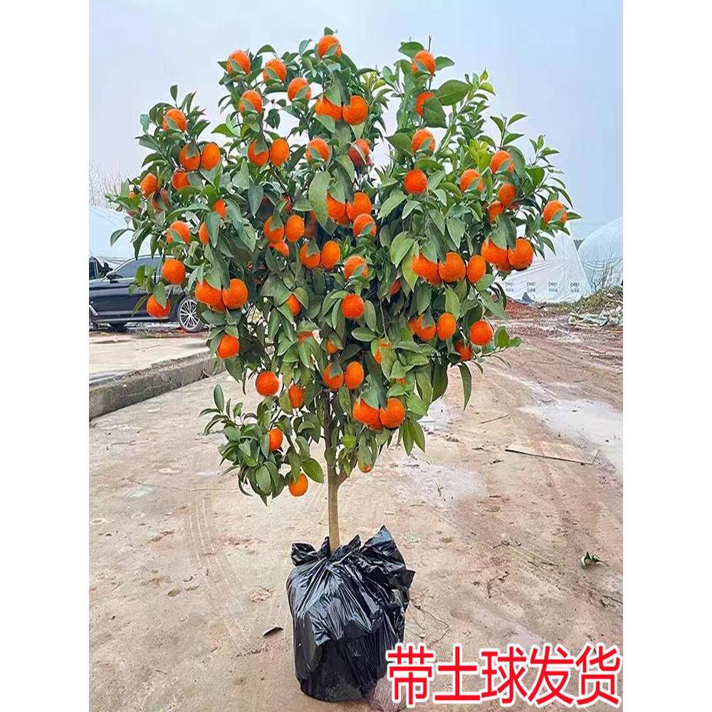 无籽沙糖橘树苗砂糖橘子树苗盆栽地栽桔子树苗南方果树橘子树果苗