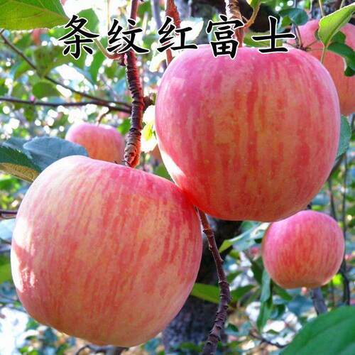 山东烟台条纹红富士苹果
