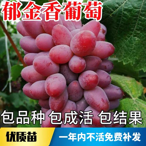 郁金香葡萄树苗南北方庭院爬藤耐寒无籽果树盆栽嫁接老桩当年结果