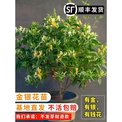 金银花树苗可食用花卉四季开花盆栽阳台庭院爬藤植物