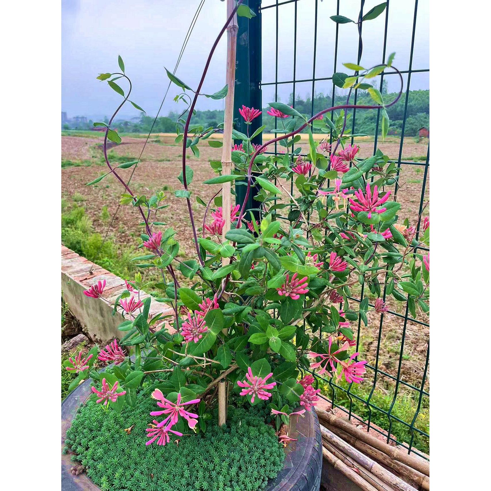 红色金银花树苗爬藤老桩庭院阳台花卉盆栽植物可药用泡茶四季开花