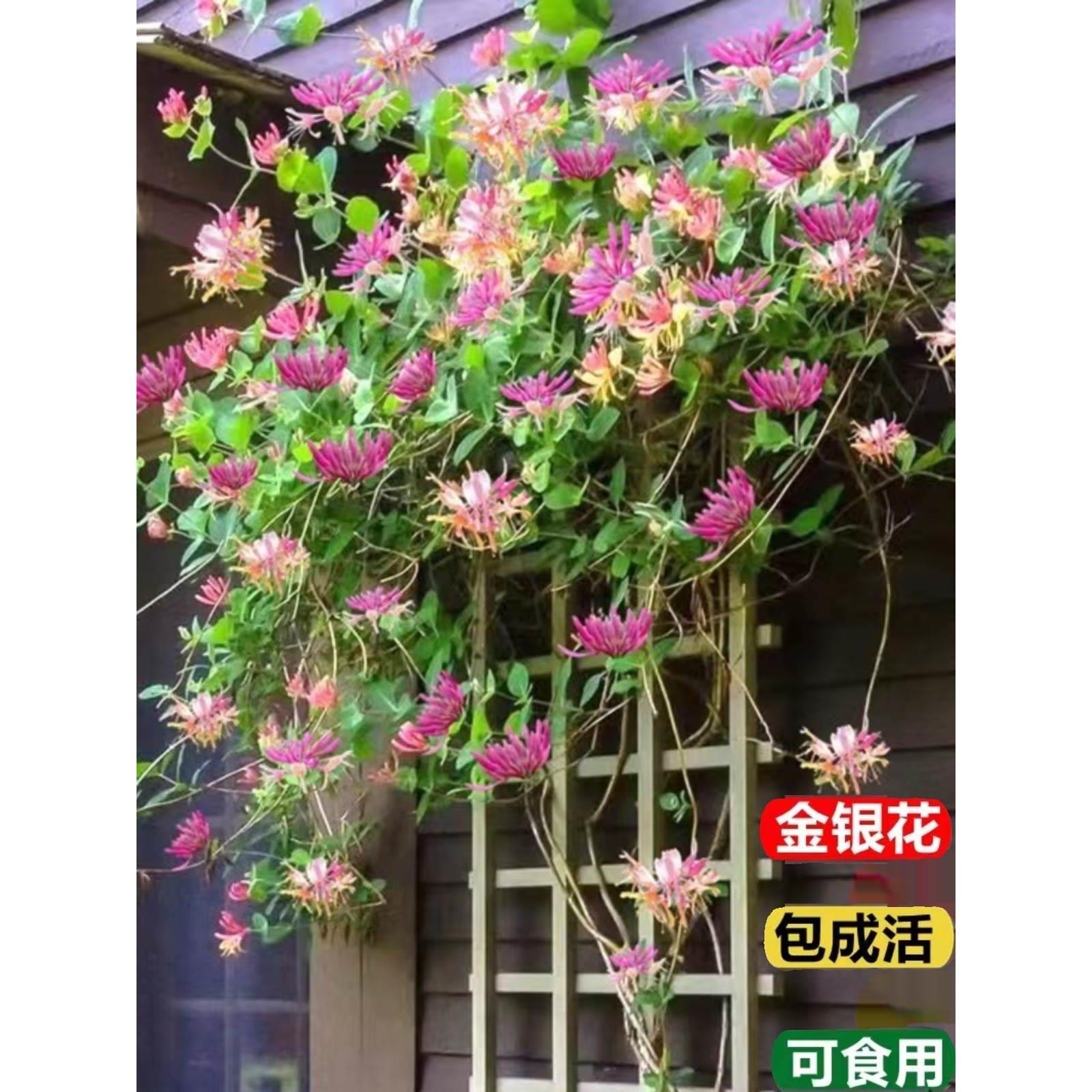 金银花树苗盆栽红金银花可食用爬藤植物庭院阳台四季好养花卉绿植