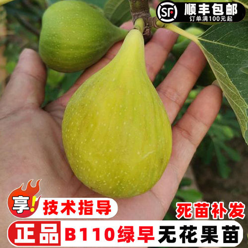 无花果树果苗特大B110绿早无花果树苗土金糖包子无花果苗盆栽地栽