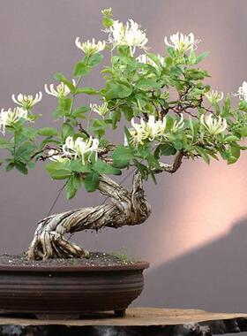 金银花盆景 金银花盆栽 黄白金银花 紫色金银花花卉绿植盆栽庭院