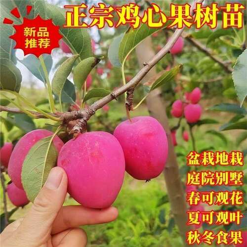 嫁接鸡心果苗苹沙东北抗