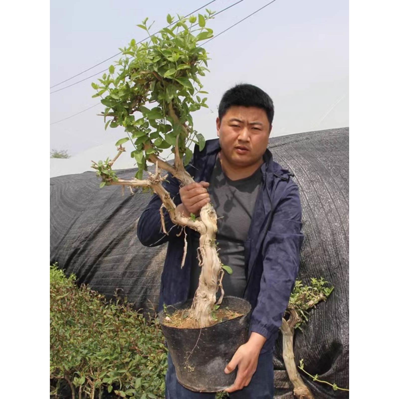 金银花树苗北花一号盆栽懒汉爬藤植物四季可食红黄白老桩金银花苗