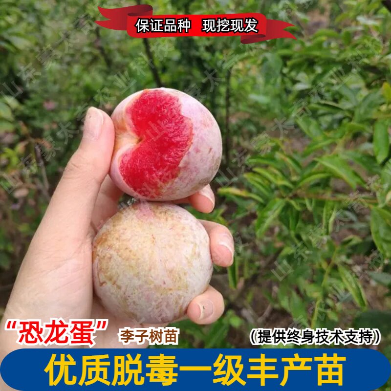 嫁接恐龙蛋李子树苗特大晚熟红肉红心杏李苗南方北方种植地栽盆栽