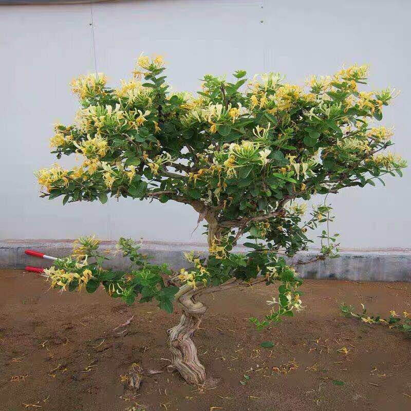 金银花老桩树桩金银花盆栽盆景四季金银花苗植物食用庭院阳台