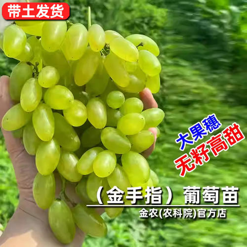 嫁接金手指葡萄树果苗浓郁甘甜牛奶香葡萄苗北方南方种植当年结果