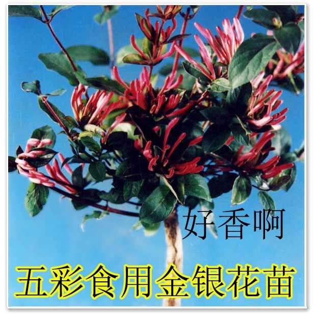 药用食用鲜花鸳鸯藤彩色四季常青爬藤红色金银花苗树苗植物盆栽
