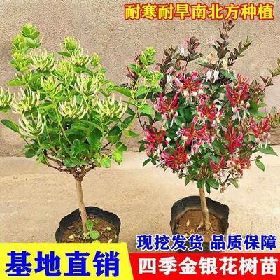 四季金银花盆栽红色金银花客厅花卉庭院直播专用，链接
