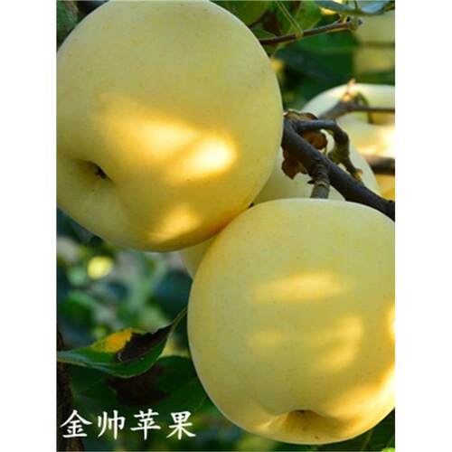 正品嫁接黄金帅苹果树苗