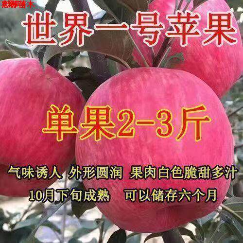 正宗嫁接红富士冰糖心苹