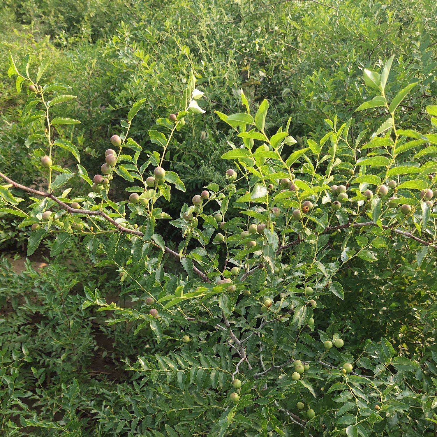 冀酸1号高产药用双仁酸枣苗南北方均可种植地栽荒山当年结果