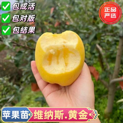 维纳斯黄金苹果树苗嫁接