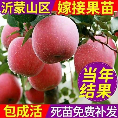 苹果树嫁接果苗南方北方
