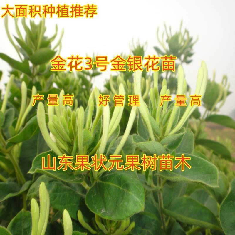 金花3号金银花苗药用树型爬藤产量高南北方种植黄白色金银花树苗