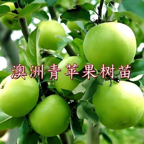 青苹果树苗嫁接苗印度青