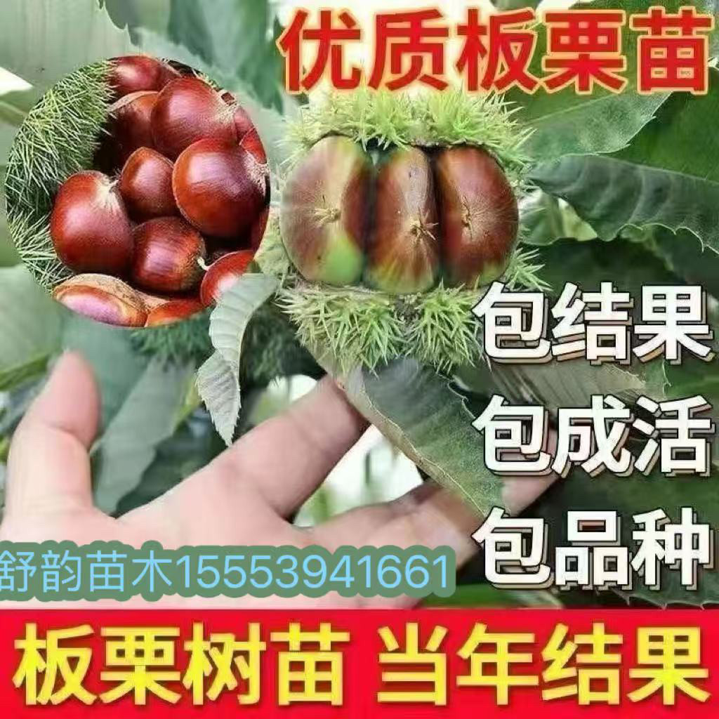 板栗苗树嫁接建瓯锥栗树苗特大榛子树栗子果苗南方北方庭院盆地栽