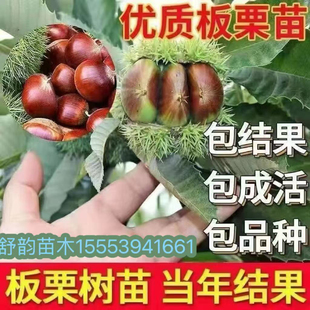 板栗苗树嫁接建瓯锥栗树苗特大榛子树栗子果苗南方北方庭院盆地栽