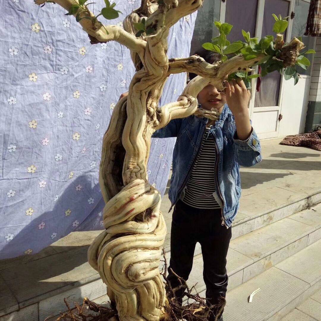 大型金银花盆栽老桩耐寒庭院植物花卉室内客厅盆景阳台金银花树苗