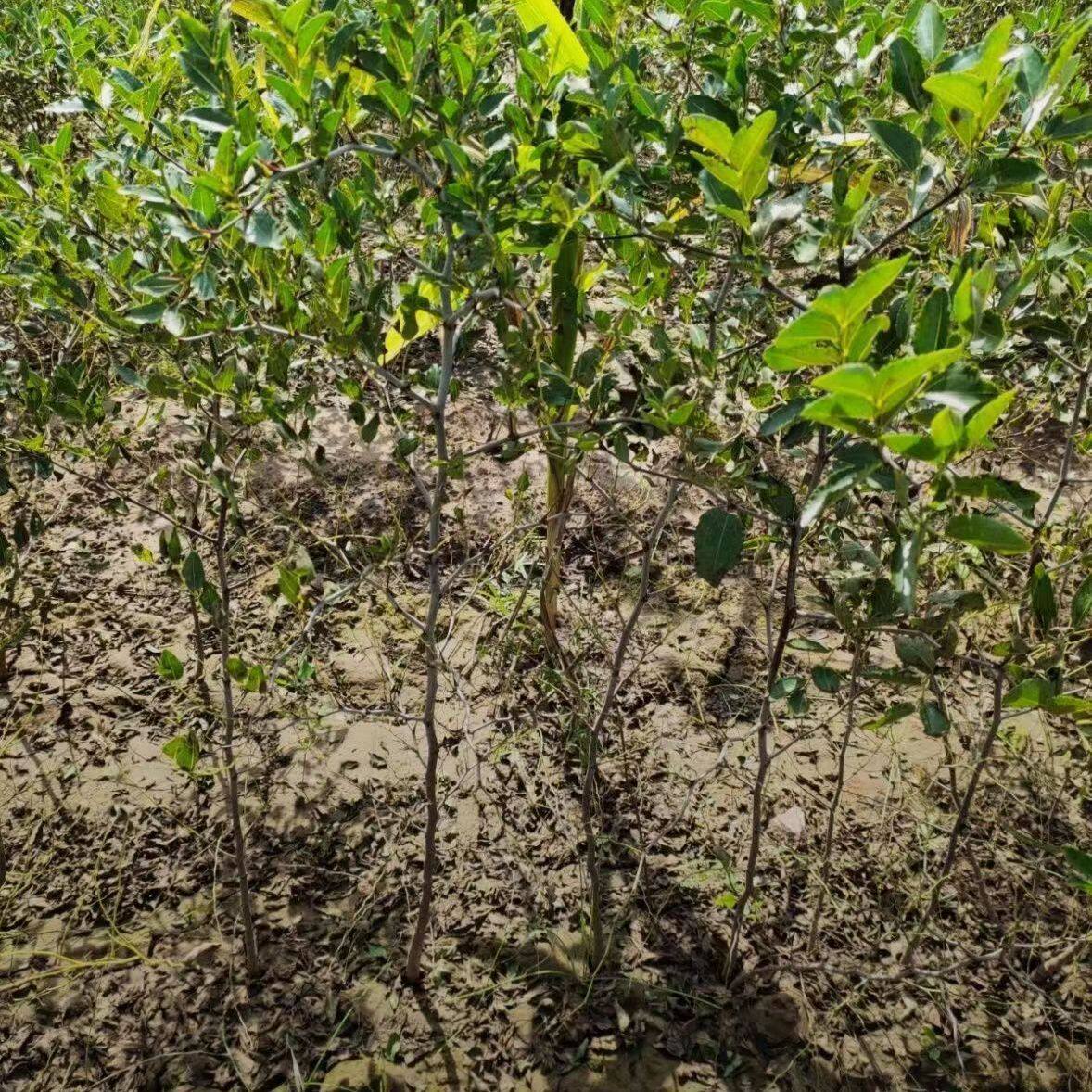 酸枣树苗高产酸枣苗双仁酸枣苗号南北方种植耐寒耐旱好管理产量高