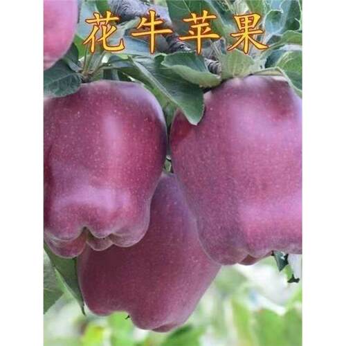 花牛苹果树苗嫁接苗盆栽