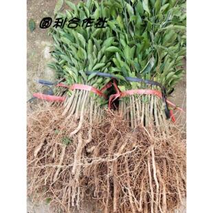 酸桔苗酸柑树苗酸橘实生苗酸柑子芽苗桔子嫁接靠接果树砧木苗包邮