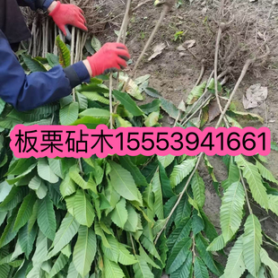 正宗新鲜板栗树苗板栗实生苗板栗砧木毛板栗锥栗苗实生苗现挖现发