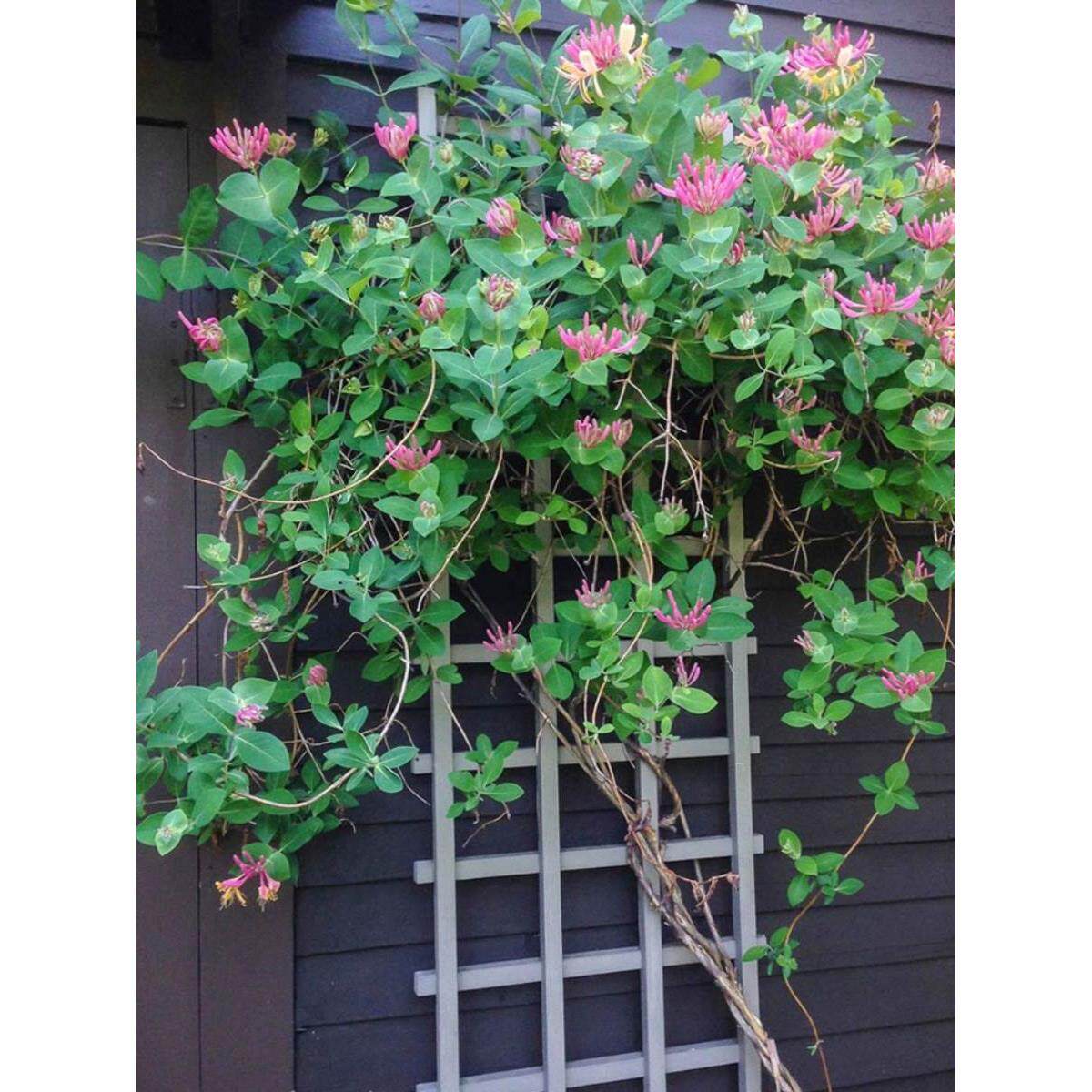 京红久金银花1.5米大苗盆栽爬藤多花阳台庭院浓香四季开花卉耐寒