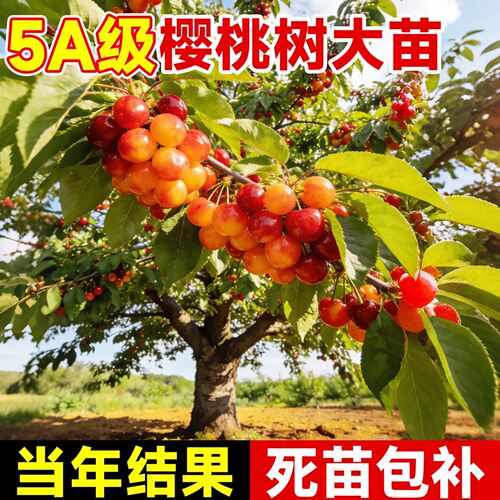 正宗樱桃树果苗大樱桃苗车厘子树苗红妃中华土樱桃庭院南北方种植