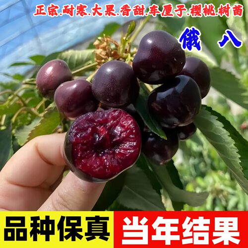 俄罗斯八号大樱桃树苗嫁接耐寒8号车厘子果苗南北方种植地栽盆栽