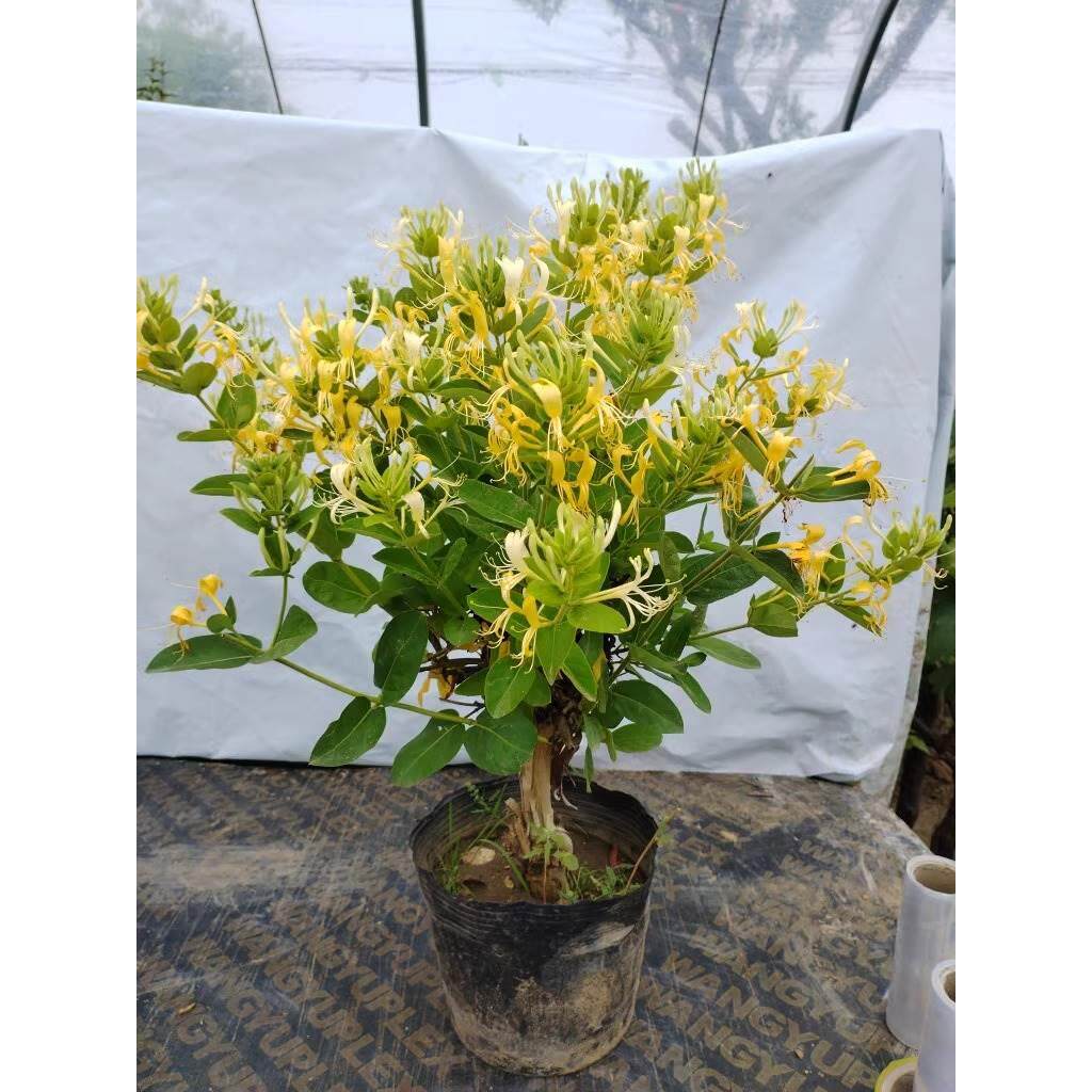 耐寒食用金银花苗爬藤树苗阳台庭院藤本花卉老桩爬墙植物盆栽地栽