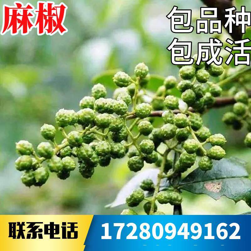 青麻椒树苗南北方庭院地栽种植花椒小苗盆栽食用藤椒活苗当年结果