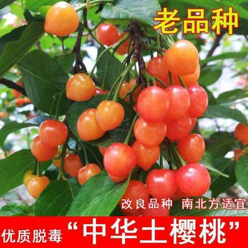 樱桃树苗大樱桃苗中华土樱桃苗红妃果苗盆栽庭院四季种植当年结果