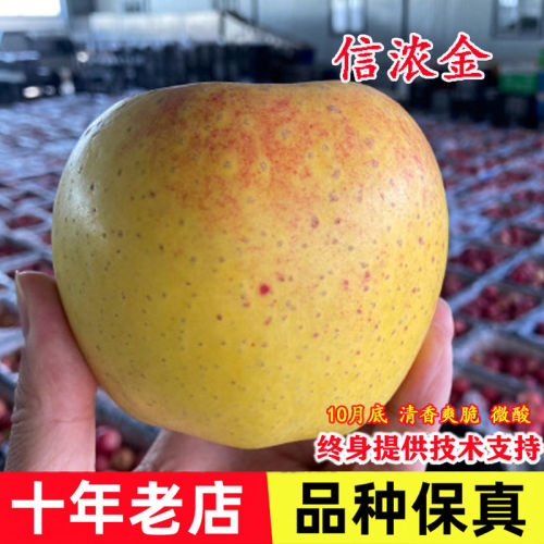 嫁接信浓金特大脆甜晚熟