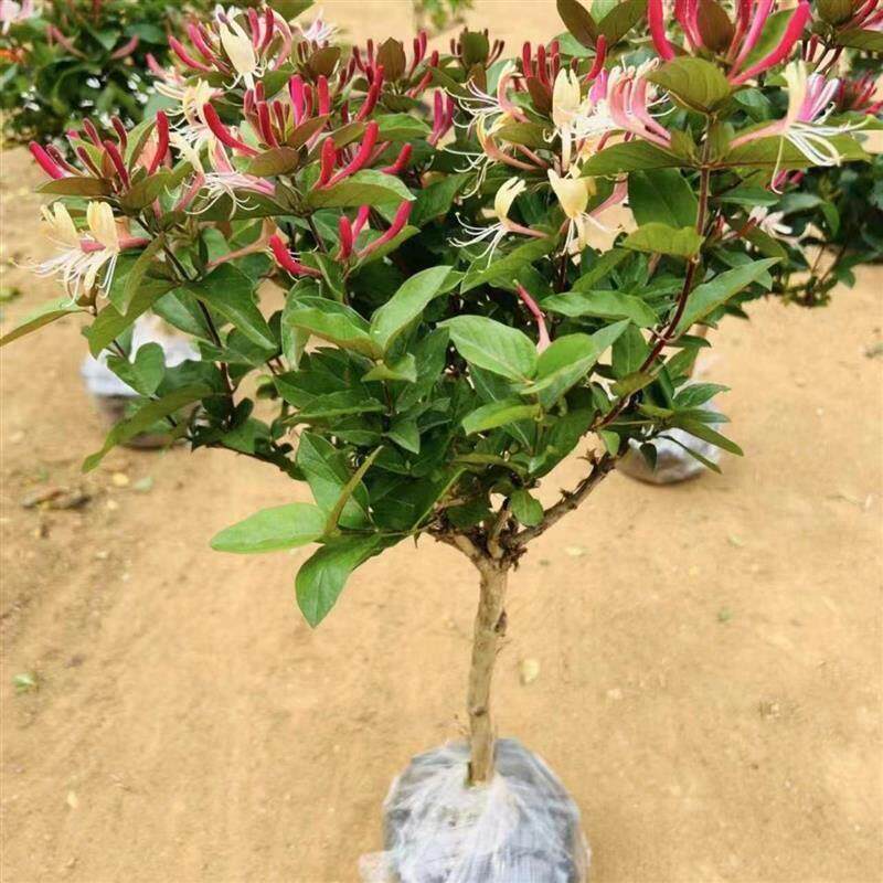 七彩金银花树苗盆栽地栽泡茶闻香家庭绿植五彩金银花招财四季花卉