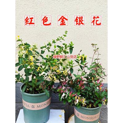 红色金银花树苗盆栽花卉爬藤攀援绿化植物阳台庭院四季开花易成活